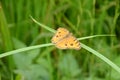 Closeup the beautiful yellow color butterfly hold on the green paddy plant over out of focus green background Royalty Free Stock Photo