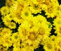 Closeup beautiful yellow colour of daisies at the garden