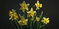 Closeup of beautiful yellow daffodils. Springtime flower