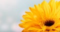 Closeup of a Beautiful Yellow Daisy Flower Royalty Free Stock Photo