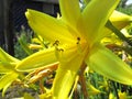 Beautiful yellow flower Royalty Free Stock Photo