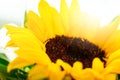 Closeup of Beautiful Yellow Flower Gerber with Beautiful Daylight. Horizontal. Royalty Free Stock Photo
