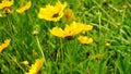 Closeup of beautiful yellow flowers of Coreopsis lanceolata also known as Garden, sand coreopsis, Lance leaf tickseed etc