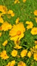 Closeup of beautiful yellow flowers of Coreopsis lanceolata also known as Garden, sand coreopsis, Lance leaf tickseed etc