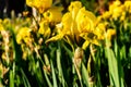 beautiful yellow germanic iris flower in the park on a spring afternoon