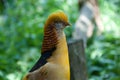Closeup of a beautiful Yellow golden pheasant Royalty Free Stock Photo