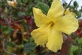 Closeup of a beautiful yellow hibiscus flower. Royalty Free Stock Photo