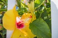 Closeup of beautiful yellow Hibiscus flower. Royalty Free Stock Photo