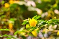 Closeup of a beautiful yellow jessamine flower growing in the field