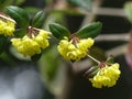 Closeup of beautiful yellow Korean barberry flowers on a branch