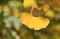 closeup on beautiful yellow leaf of a Gingko tree in autumn in focus foreground Royalty Free Stock Photo