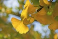 closeup on beautiful yellow leaf of a Gingko tree in autumn in focus foreground Royalty Free Stock Photo