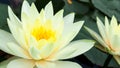 Closeup of beautiful yellow lotus flower . Royalty Free Stock Photo