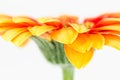 beautiful yellow and red gerbera flower isolated on white background Royalty Free Stock Photo