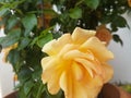 A closeup of a beautiful yellow rose Royalty Free Stock Photo