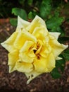 closeup of beautiful yellow rose Royalty Free Stock Photo