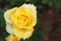 closeup of beautiful yellow rose Royalty Free Stock Photo