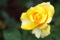 closeup of beautiful yellow rose Royalty Free Stock Photo