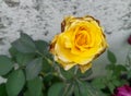 Closeup of beautiful yellow rose flower blooming in branch of green leaves plant growing in garden, nature photography Royalty Free Stock Photo