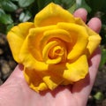 Closeup of a beautiful yellow rose in the hand on a garden background. Royalty Free Stock Photo
