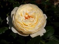 Closeup beautiful yellow rose, photographed in the organic garden with blurred foliage. Free place for text. One Royalty Free Stock Photo