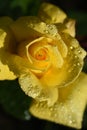 Closeup of a beautiful yellow rose with water drops on the petals on a blurry background Royalty Free Stock Photo