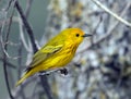 Yellow Warbler bird Dendroica petechia Canada Royalty Free Stock Photo