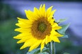 Closeup of beautiful yellow Sunflower