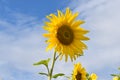 Closeup of a beautiful yellow sunflower on a sunny summer day with a blue sky in background Royalty Free Stock Photo