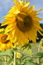 Closeup of a beautiful yellow sunflower on a sunny summer day with a blue sky in background Royalty Free Stock Photo