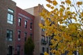 Yellow Tree during Autumn in front of a Row of Beautiful Old Brick Homes in Greenpoint Brooklyn New York Royalty Free Stock Photo