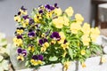 Closeup of beautiful yellow and violet viola cornuta or horned p