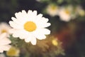 Closeup of a beautiful yellow and white Marguerite