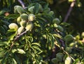 Closeup of beautiful Young almond fruit on almond tree in an almond garden orchard in a kibbutz in Northern Israel, Galilee in