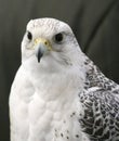 Closeup of a beautiful young gyrfalcon