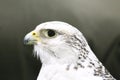 Closeup of a beautiful young gyrfalcon