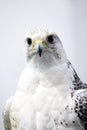 Closeup of a beautiful young gyrfalcon