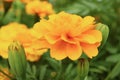 Closeup of a Beautifully Blooming Marigold Flower Royalty Free Stock Photo