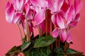 Closeup of the beautifully blossomed pink cyclamen flowers