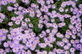 Closeup of the beautifully blossomed purple aster flowers in a garden