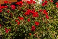 Closeup of the beautifully blossomed red roses in the garden