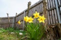 Closeup of the beautifully blossomed yellow flowers in the garden