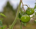 Closeup of beautifully grown healthy green tomatoes on a vine in sunlight Royalty Free Stock Photo