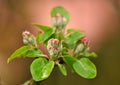 Closeup of beauty in nature and fresh flowers growing on a garden tree. Budding Wild Crabapple on a branch in a lush Royalty Free Stock Photo