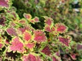 Closeup the beauty of pink and yellow colors from leaf and in Thailand we call Solenostemon scutellarioides