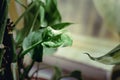 Closeup Beauty of Vibrant Indoor Plant Leaves Royalty Free Stock Photo