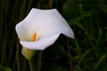 Close up of Calla Lily flower on Naturaliste Peninsula