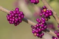 Beautyberries Closeup