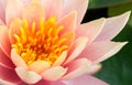 Closeup of beautyful old rose lotus flower Royalty Free Stock Photo