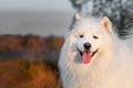 Closeup beautyful Portrait siberian samoyed husky dog in park on autumn sunset